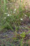 Shortleaf rose gentian